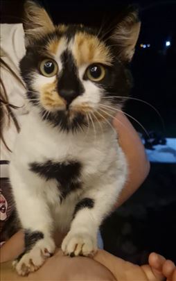 Mešanac, mlada mačka