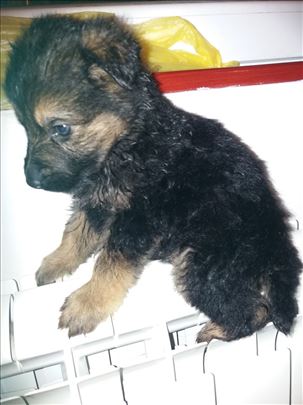 Mešanac, štene, 1 mesec starosti