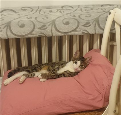 Poklanjamo umiljate mačiće i mačke, vakcinisane