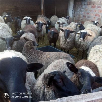 romanovski jaganjci i stado ovaca