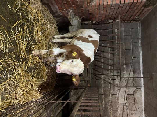 Simentalac 2.5 meseca