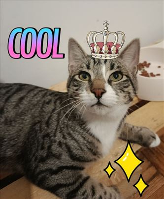 Tobi, nezno, umiljato mače trazi svoj dom