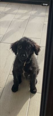 Udomljavamo Mešanku, štene