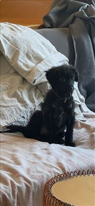 Udomljavamo Mešanku, štene