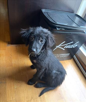 Udomljavamo Mešanku, štene