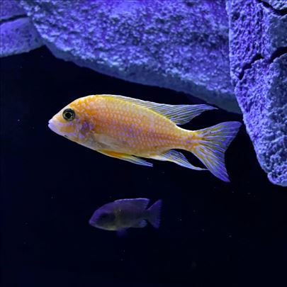 Africki Malawi ciklidi