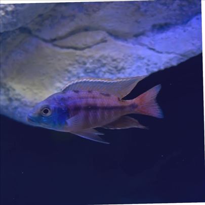 Africki Malawi ciklidi