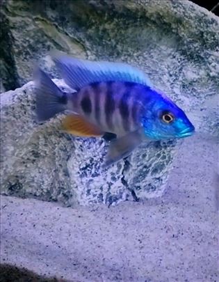 Africki Malawi ciklidi nonmbune