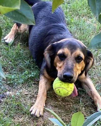 Beba, Mešanac, mlad pas