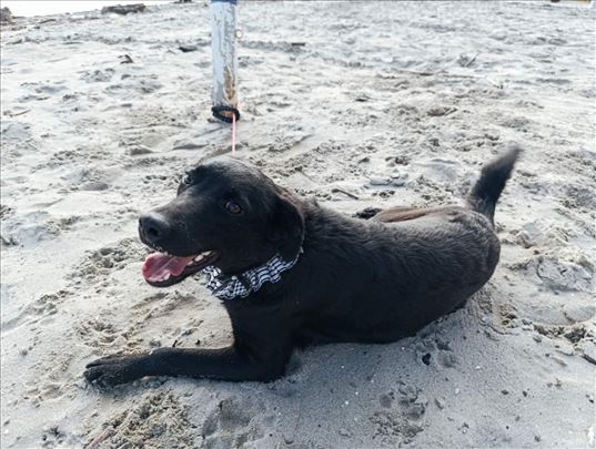 Labrador retriver, mlad pas