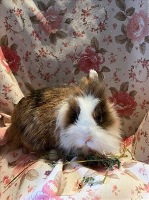 lavlja glava kunići zečevi