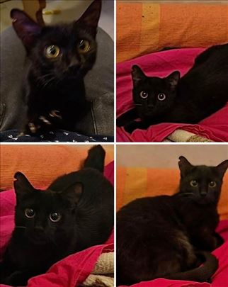 Malena Flow traži dom