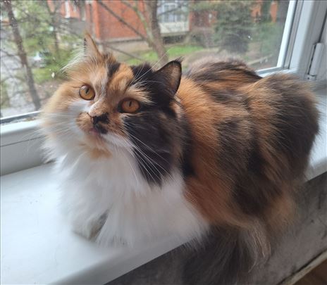 Persijska i domaća mačka zajedno traže dom