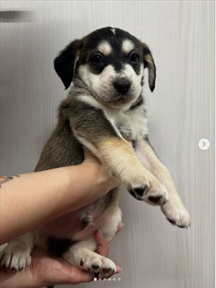 udomljavanje preslatkih , neodoljivih stenaca