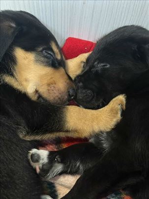 Udomljavanje preslatkih, neodoljivih stenaca