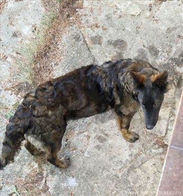 Holandski policijski pas mlad nestao na Ledinama