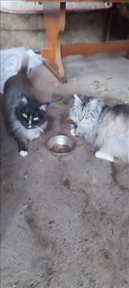 Maine Coon, odrasla mačka