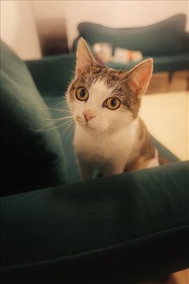 Mila hitno traži dom 