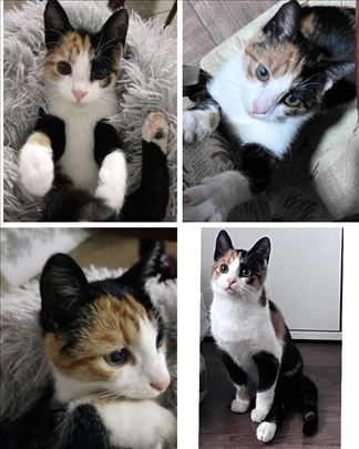 Mlada mačka od 6 meseci traži dom