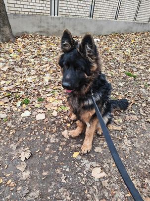 Nemački ovčar, štene