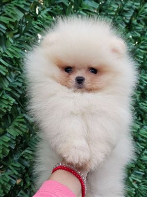 Pomeranac ,Pomeranaci boo