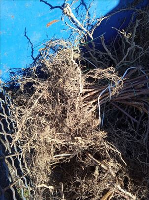 Sadnice malina americki STARI CRNI VILAMET I FERTO