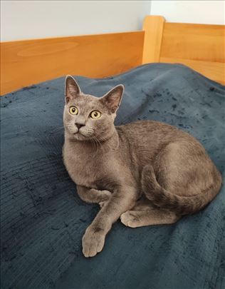 Sinko u potrazi za domom