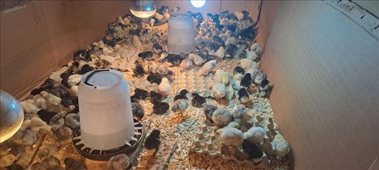 Australorp pilici crni plavi beli spleš