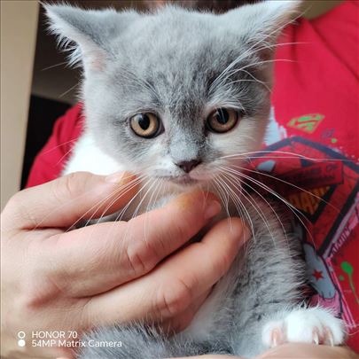 Britanska kratkodlaka, mače