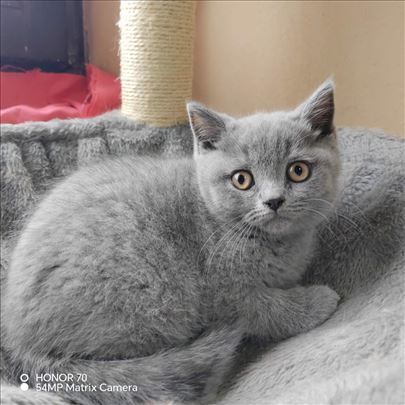 Britanska kratkodlaka, mačići sprežni za novi dom