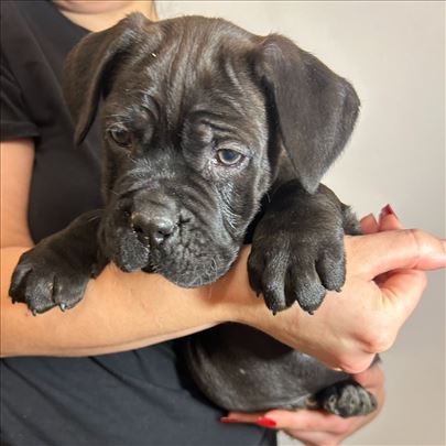 Cane Corso, Kane Korso- stenci prodaja