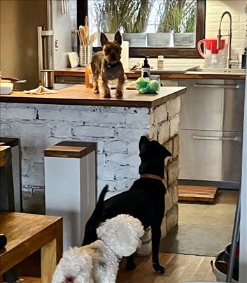 Čuvanje pasa u idealnim kućnim uslovima