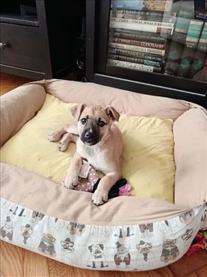 Dabi traži topao dom 