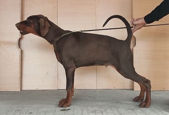 Stenci dobermana starosti 6 meseci