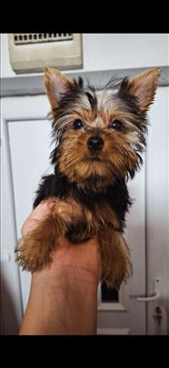 Jorkširski terijer muzjaci