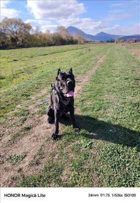 Kane korso, odrastao pas