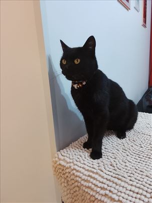 Mače ,mesanac britanske -sterilisana