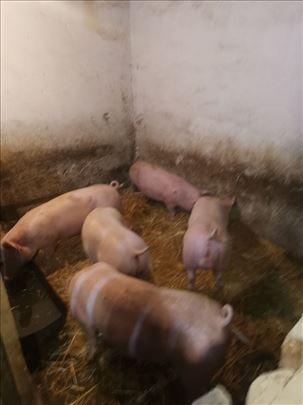 Mladi tovljenici 80ak kg