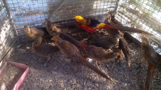 ovogodišnji prelepi   mužjaci zjatnih fazana 