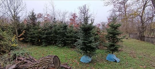 Prodajem Jelke sa busenom - Novogodišnje Jelee