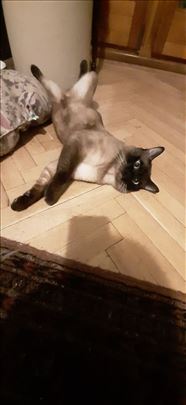 Sijamski mačak, parenje