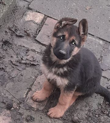 Štene nemačkog ovčara