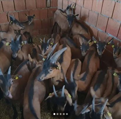 Umaticena jarad na prodaju