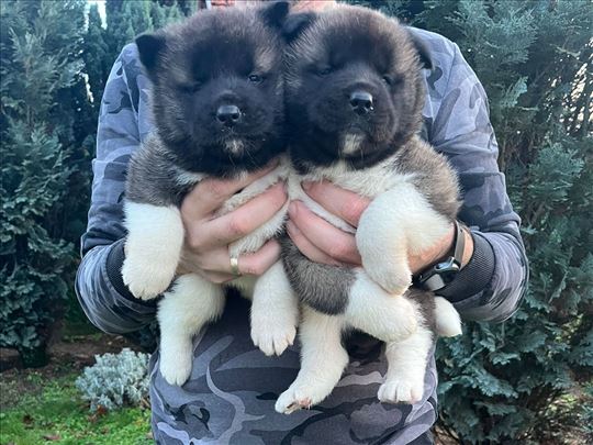 Americka Akita, štene