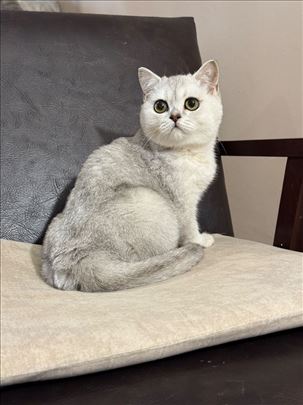 Britanska kratkodlaka, mače