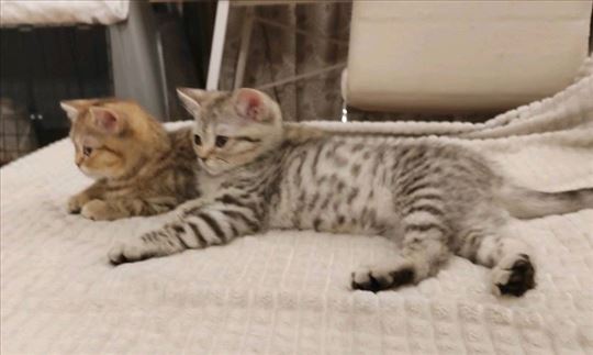 Britanska kratkodlaka, mače na prodaju