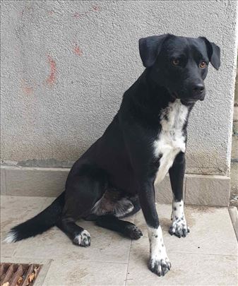 Crni lepotan traži dom