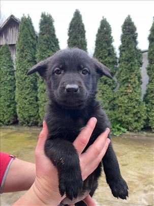 Crni nemački ovčar, štene