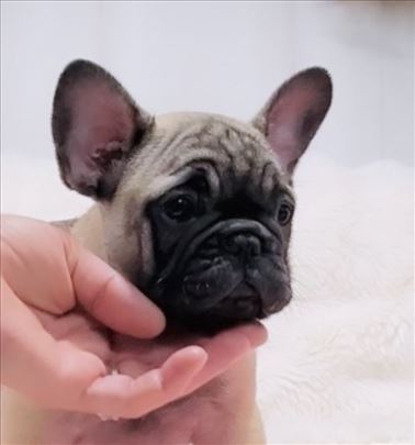 Francuski buldog stenci - zensko 2,5 mes .- top !