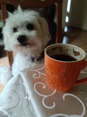 Individualno čuvanje malih pasa